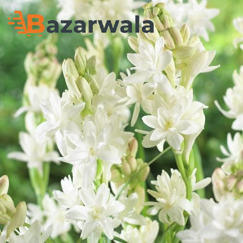 Bazarwala রজনীগন্ধা ফুলের এলিগ্যান্ট বুকেট (৩০টি তাজা স্টিক)