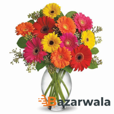 Bazarwala ২৫টি গারবেরা ডেইজি ভেসে