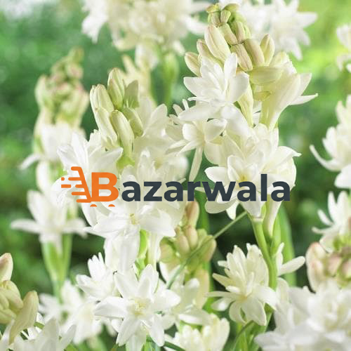 Bazarwala রজনীগন্ধা সাজানো তোড়া