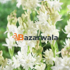 Bazarwala রজনীগন্ধা সাজানো তোড়া